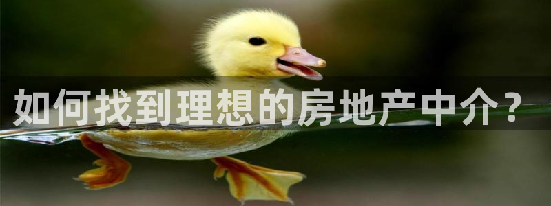 新宝5娱乐手机登录：如何找到理想的房地产中介？