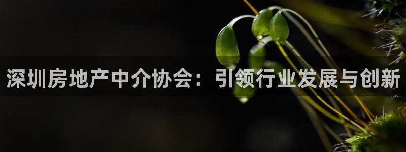 新宝b2O5O5O：深圳房地产中介协会：引领行业发展与创新