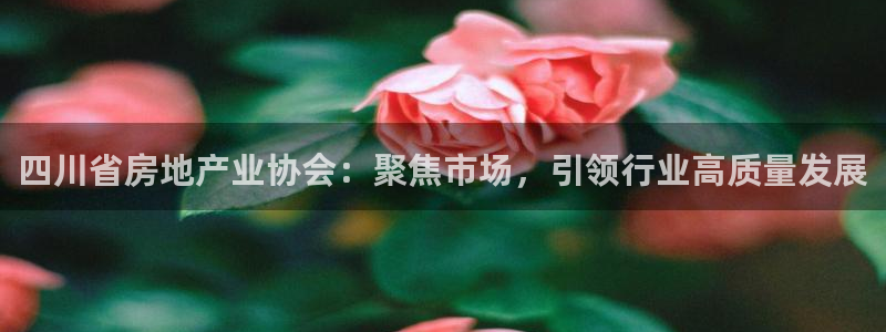 新宝5娱乐经：四川省房地产业协会：聚焦市场，引领行业高质量发