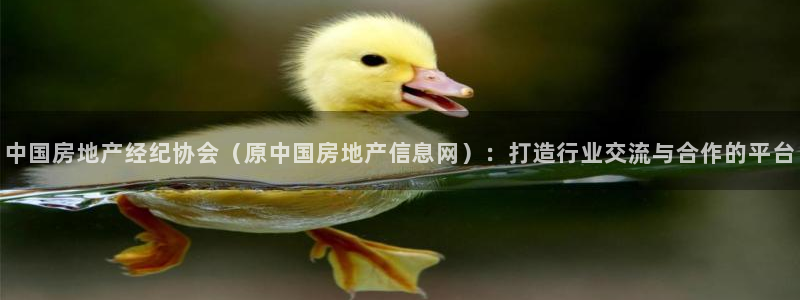 新宝xb5：中国房地产经纪协会（原中国房地产信息网）：打造行