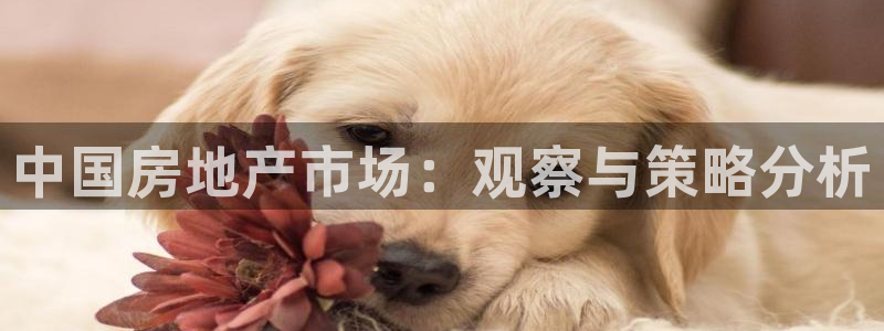 新宝5测速下载：中国房地产市场：观察与策略分析