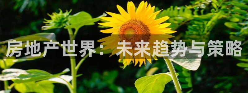 新宝5新宝6顺达：房地产世界：未来趋势与策略