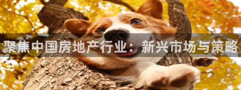 新宝5怎么代理：聚焦中国房地产行业：新兴市场与策略