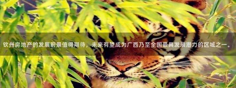 股票5G宝新：钦州房地产的发展前景值得期待，未来有望成为广西