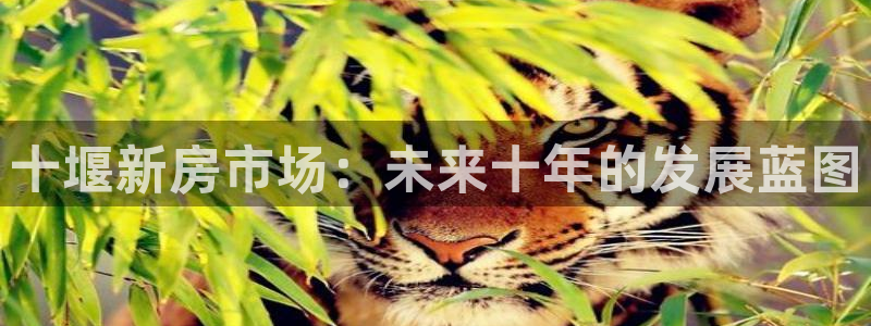 新宝5郑74OOO5：十堰新房市场：未来十年的发展蓝图